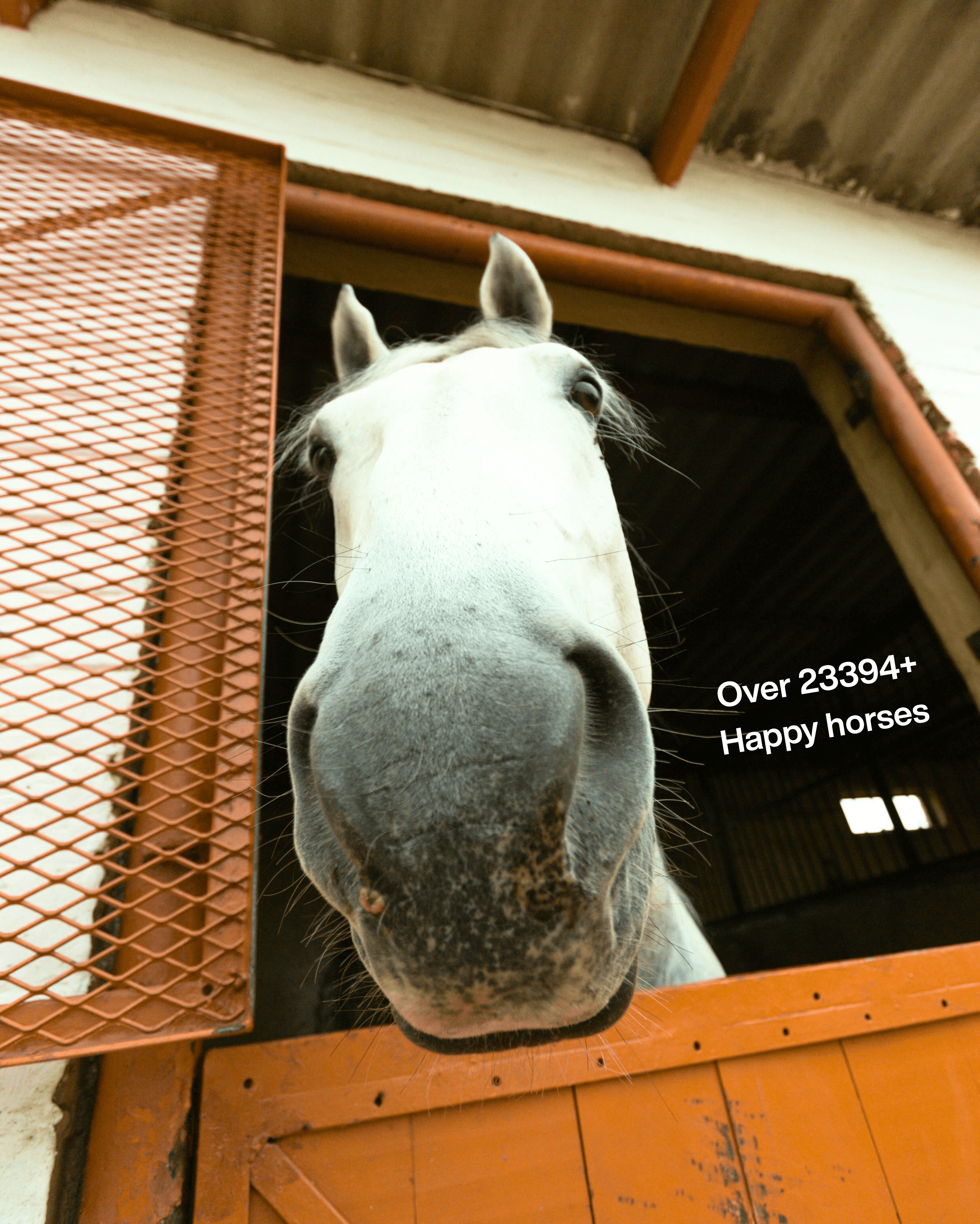 Champion horse background